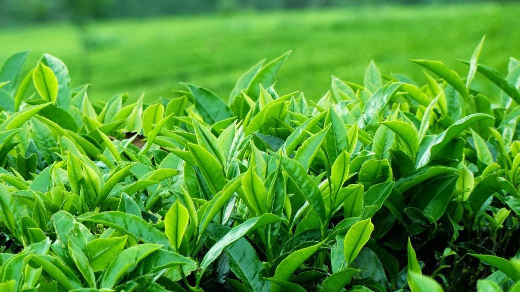 Vận Chuyển Chè Thái Nguyên Từ Thái Nguyên Đến Oxford Giá Rẻ