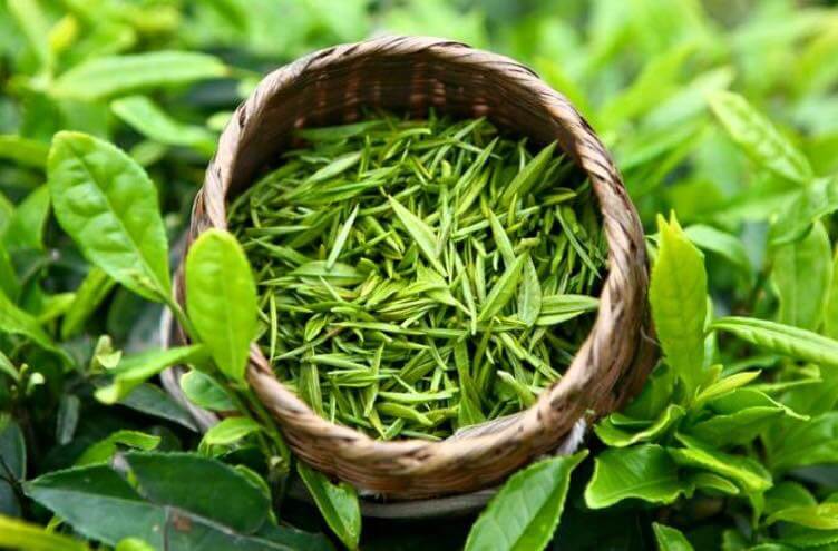 Vận Chuyển Chè Thái Nguyên Từ Thái Nguyên Đến Oxford Giá Rẻ