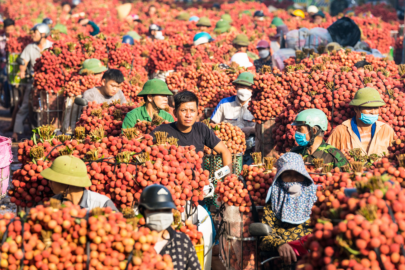 Vải Thiều Bắc Giang Liên Tục Đổ Bộ Thị Trường Quảng Bình