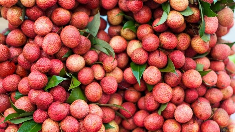 Vải thiều tại Việt Nam 